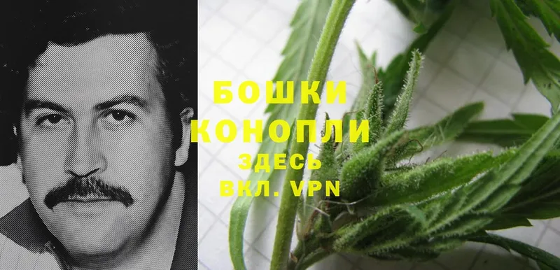 Каннабис OG Kush  Лодейное Поле 